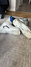 Salomon S/Max 130 Pjäxor / Boots säljes