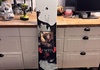 Capita Birds of a feather 151 Snowboard säljes