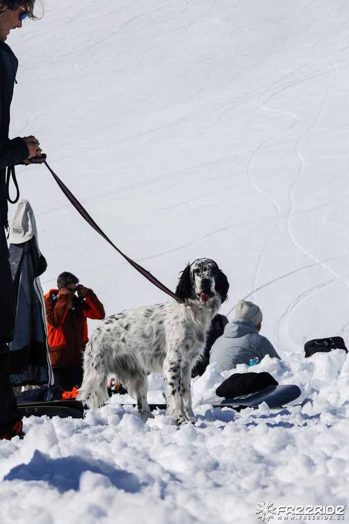 Bild från Ride the Cow 2026